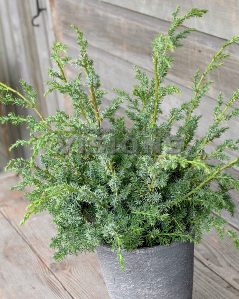 Можжевельник китайский Блю Альпс